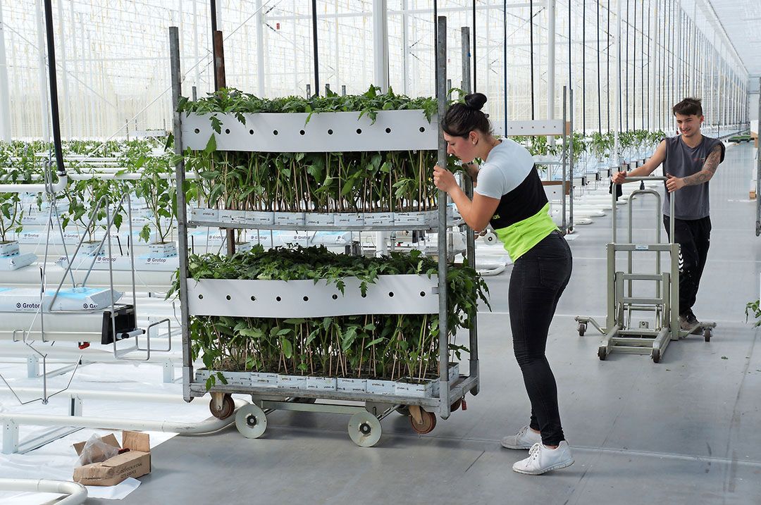 Archiefbeeld van levering van jonge tomatenplanten. -  Foto: Gerard Boonekamp