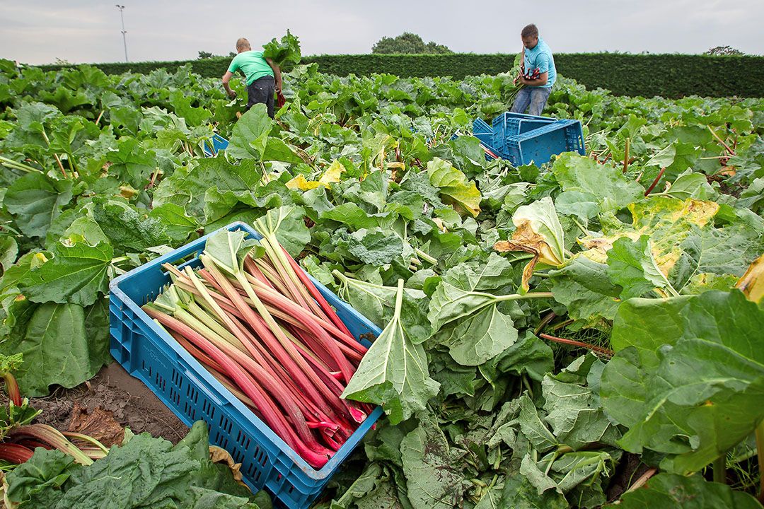 Foto: Peter Roek