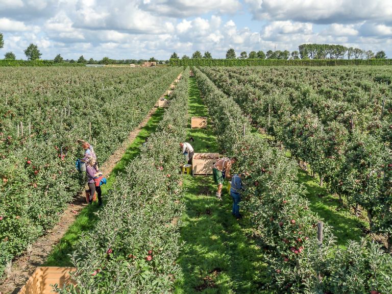 Oogst van Elstar in het Zeeuwse Baarland. - Foto: Peter Roek