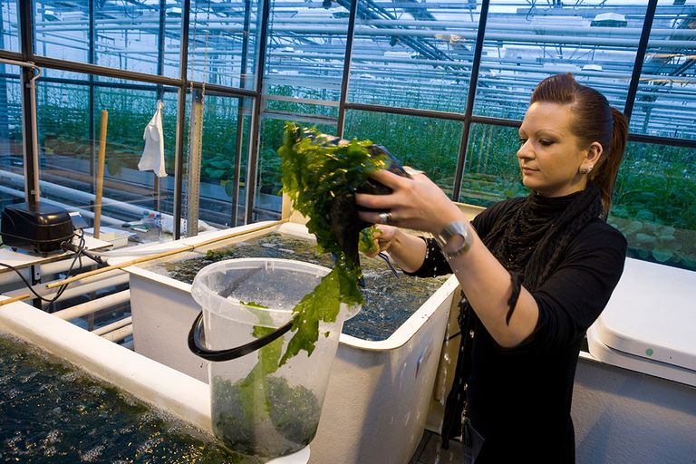 Een onderzoeker bij Plant Research International van Wageningen UR onderzoekt de teelt van zeewier. - Foto: Koos Groenewold