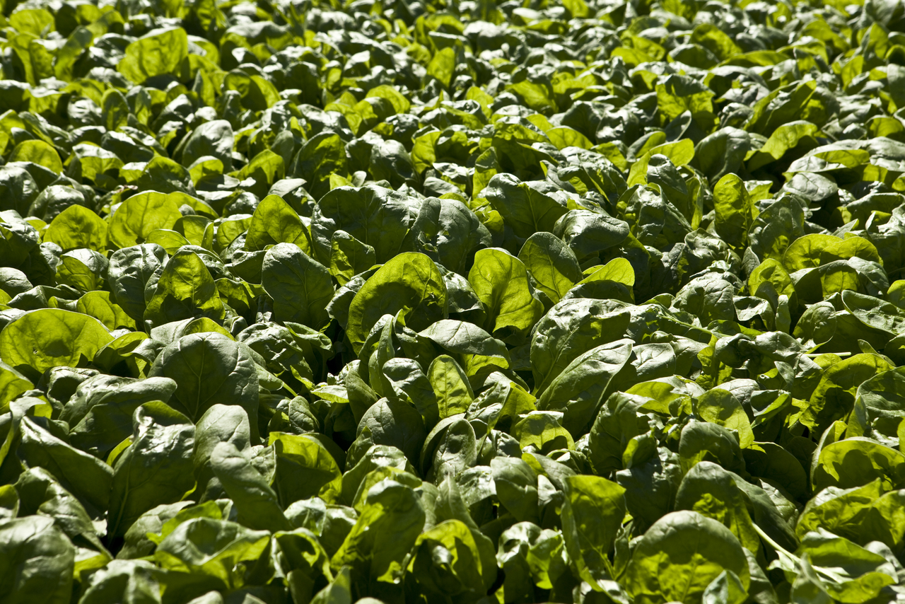 Bladgroententeelt in stadscontainers met Leafy Green Machine - Foto: Koos Groenewold