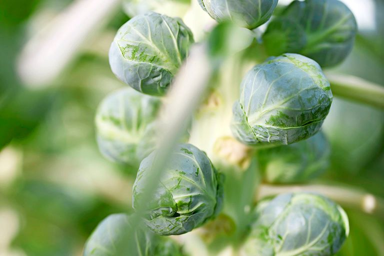 Biologische groenten is volgens Van Dongen de manier om duurzaamheid op het bord van de consument te krijgen. - Foto's: BM Fotografie