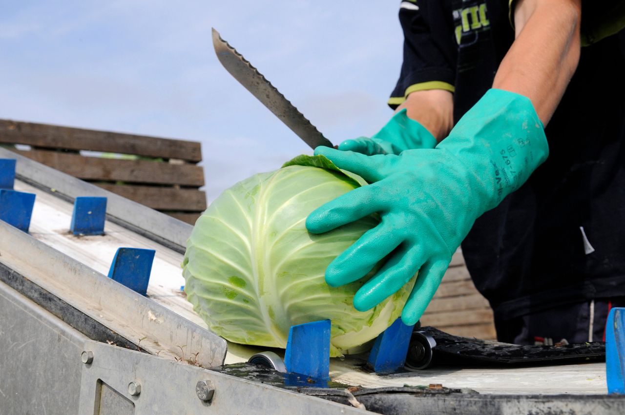 Eric Bakker hoopt dat de afzet beter wordt als het Oostblok kool gaat vragen.  Foto: Wick Natzijl