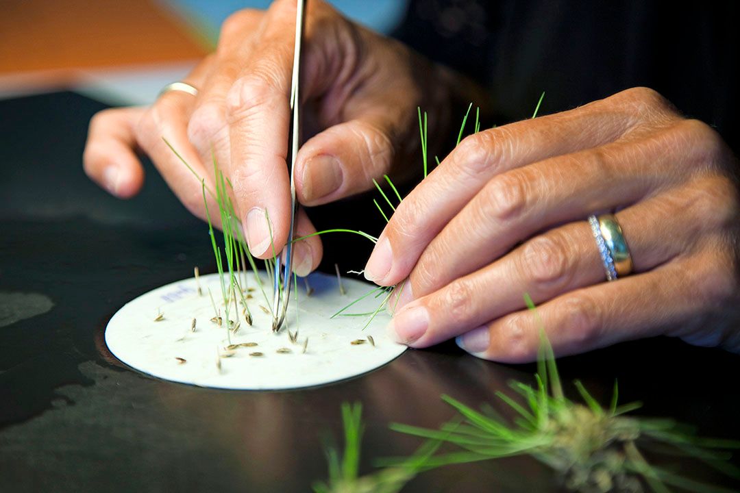 Onderzoeksmiljoenen naar markt en duurzame plant