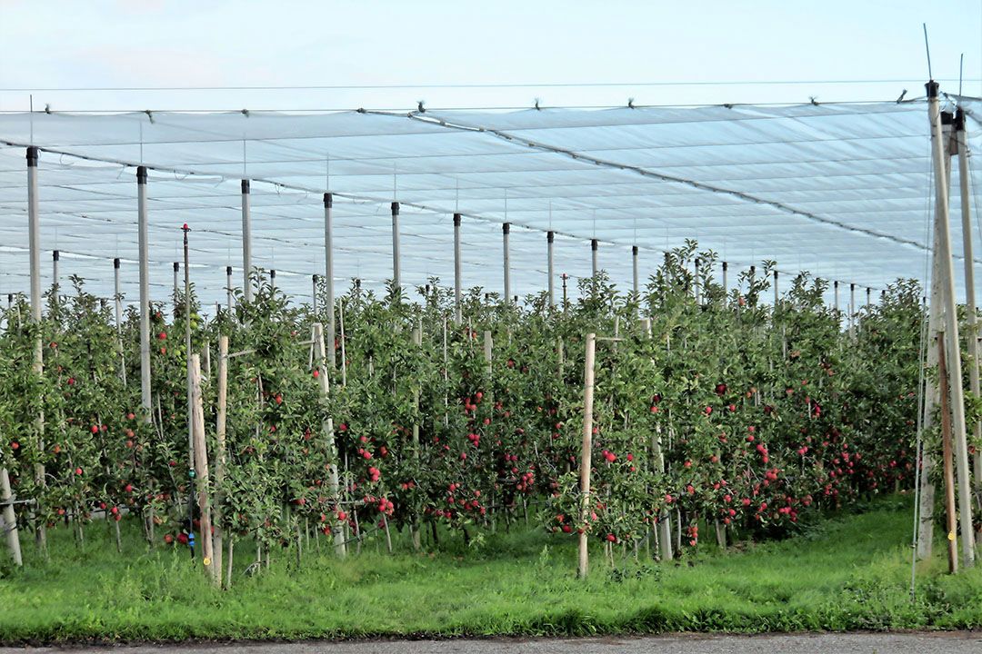 De hogere betonpalen zijn nodig voor hagelnetten, zoals op dit bedrijf in de Betuwe. - Foto: Ton van der Scheer