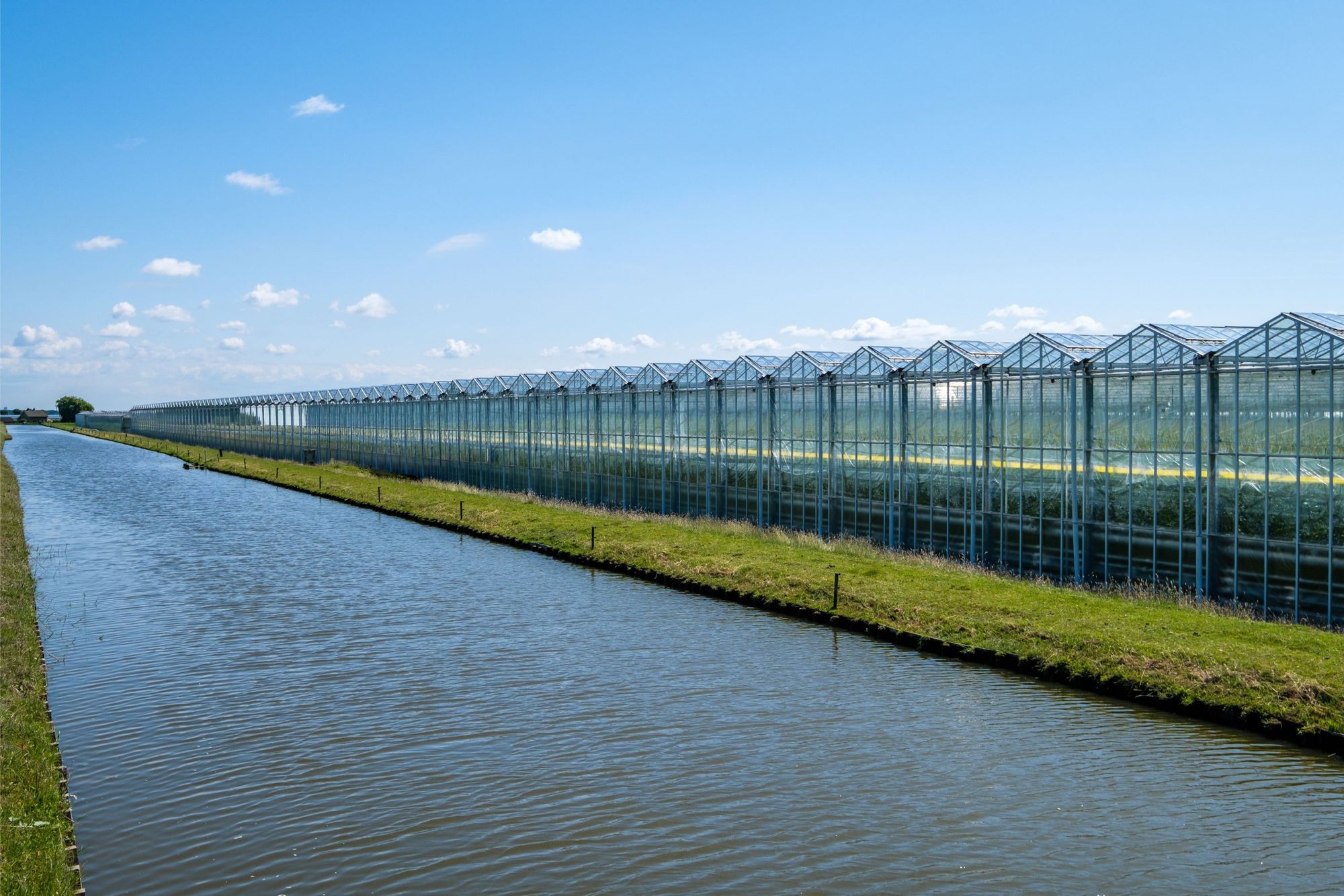 De meeste jonge agrarische bedrijfshoofden en bedrijfsleiders zijn te vinden in het Westland en de Zuid-Hollandse Droogmakerijen, 15% is jonger dan 40 jaar. Foto: Canva