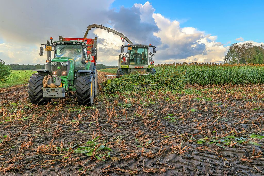 sorghum duurzame landbouw