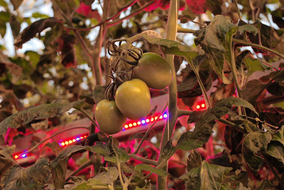 Voor investeringen in bijvoorbeeld led is meer GMO-subsidie beschikbaar. - Foto: Misset