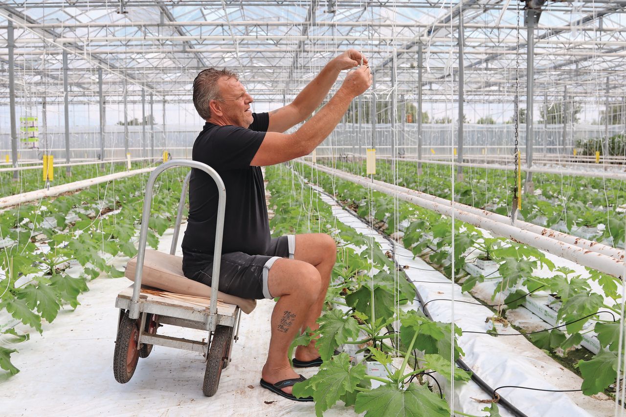 Met twee touwtjes worden de nieuwe planten vastgebonden. Foto: Harry Stijger