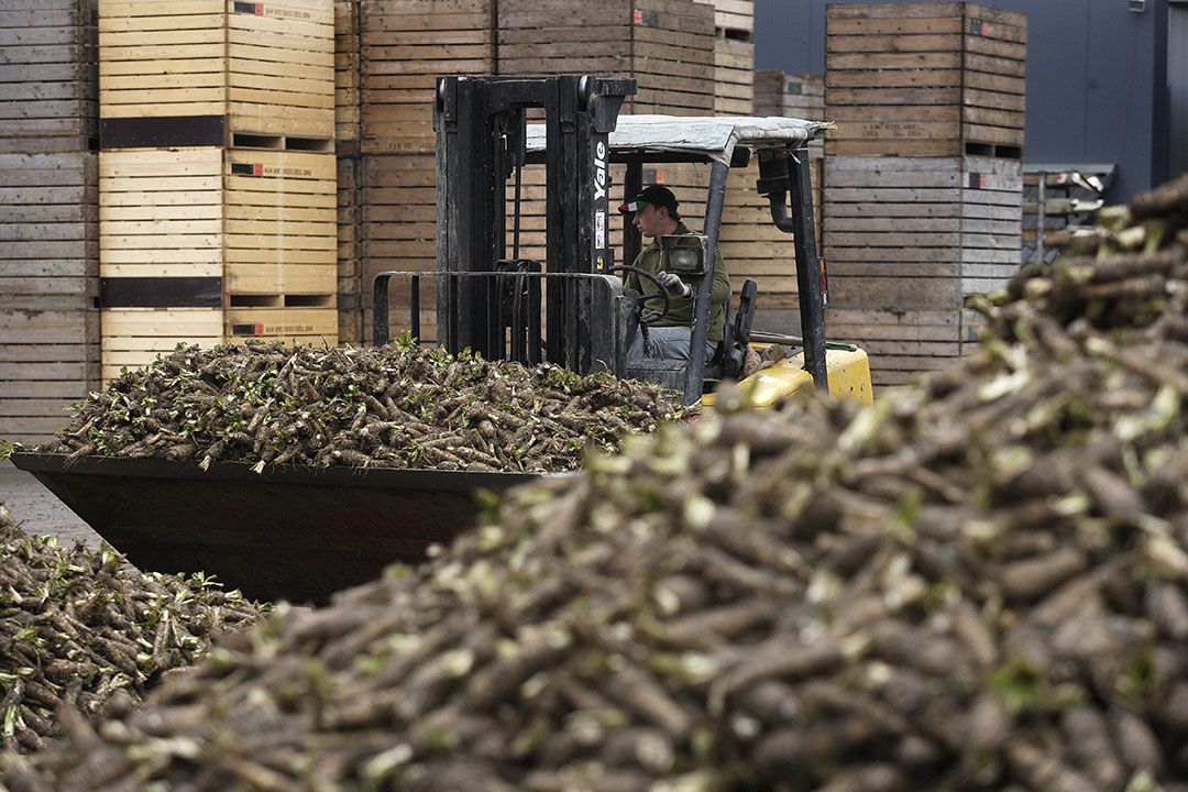 Wiljan Lisseveld: "We kiepen de wortels dan maar in de schuur zodat ze in ieder geval binnen zijn." Archieffoto: Hans Prinsen