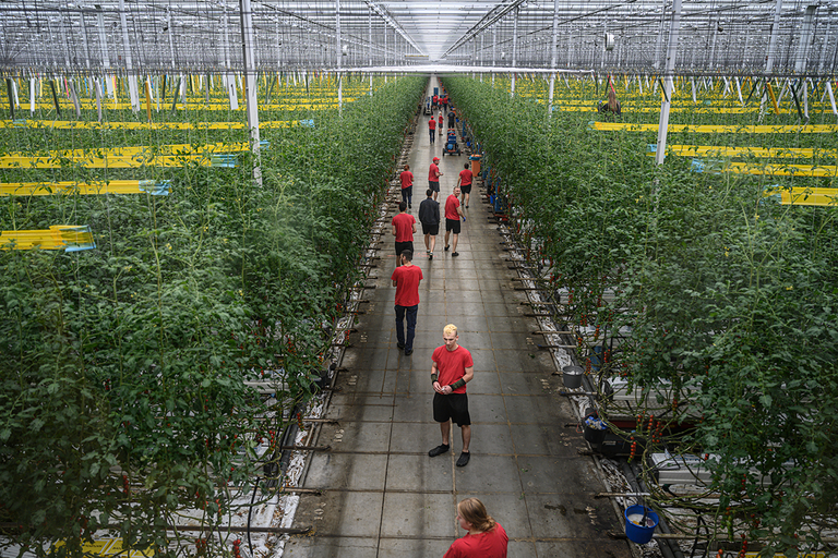 Een moderne tomatenkwekerij, een van de foto’s in het Scheepvaartmuseum. – Foto: Kadir van Lohuizen/Scheepvaartmuseum