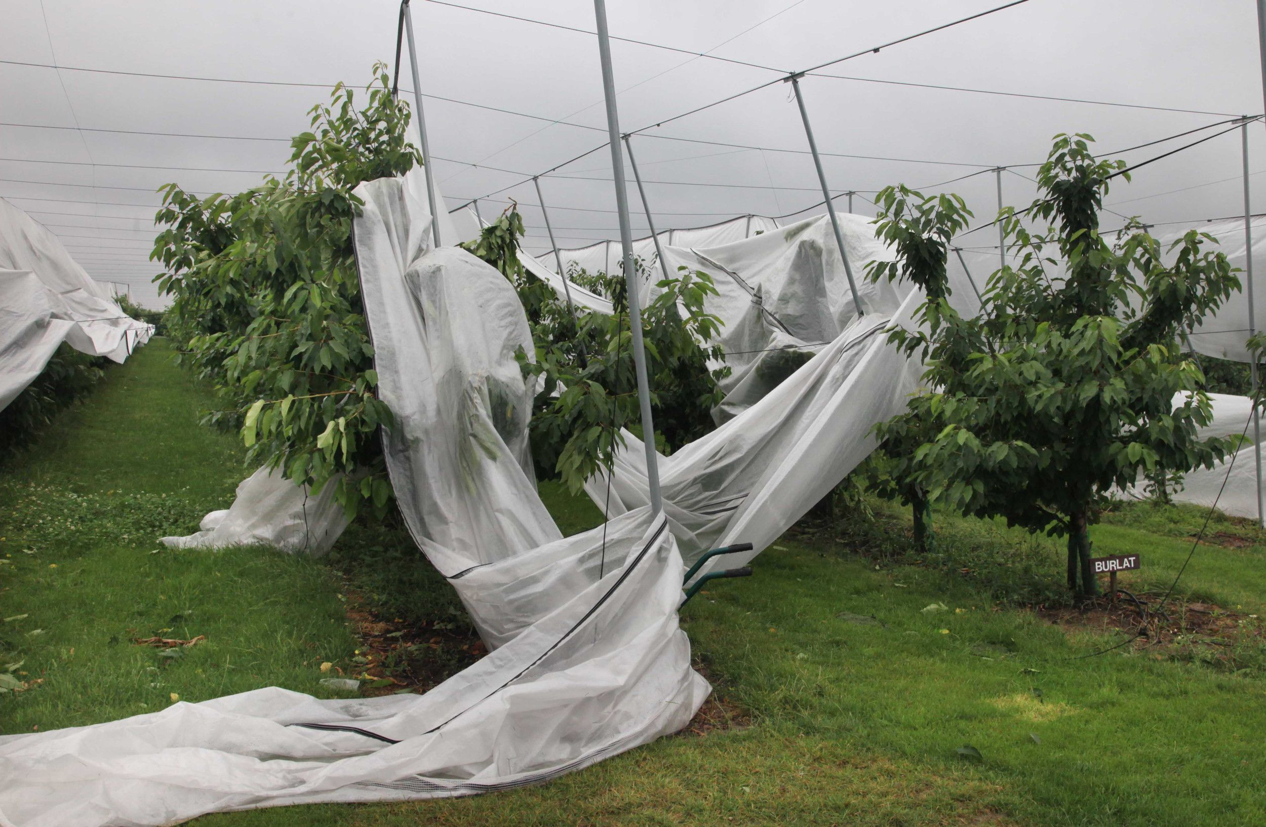 Stormschade in de kersenteelt in de Betuwe. Foto ANP/William Hoogteyling