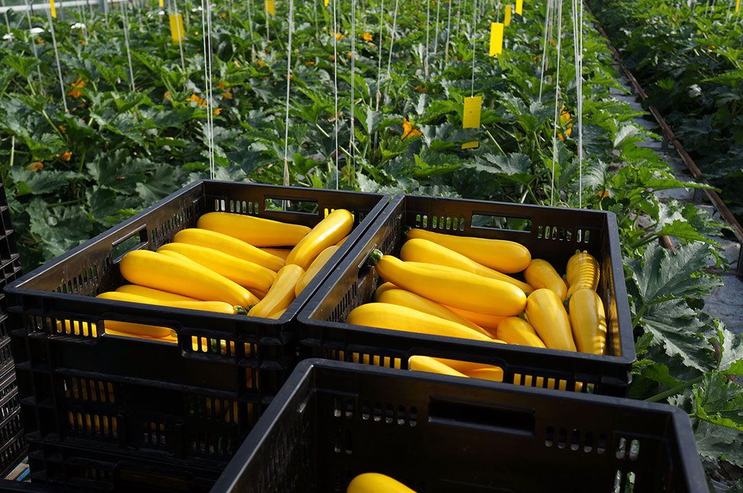 Gele courgettes. - Foto: Groenten & Fruit