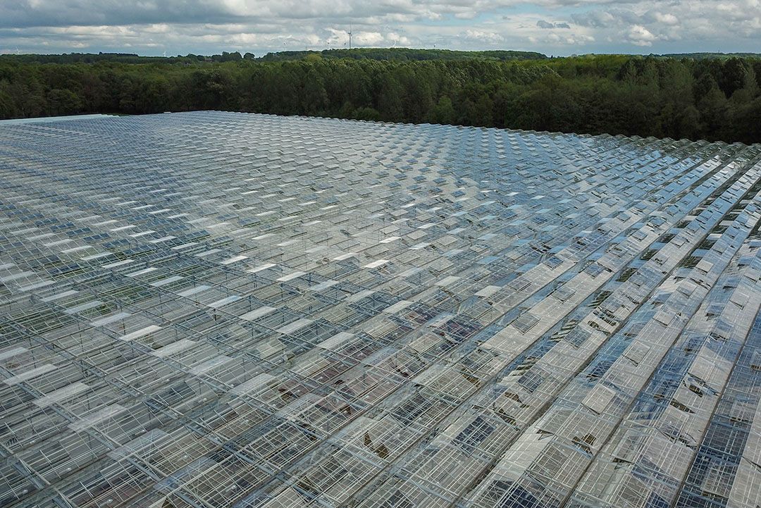 Het noodweer van begin vorige week bracht in het oosten van het land ook wat hagelstenen met zich mee. Sommigen waren wel 3,5 cm groot. Ze sloegen grote gaten in kassen in de omgeving van Venlo - Foto: Bert Jansen