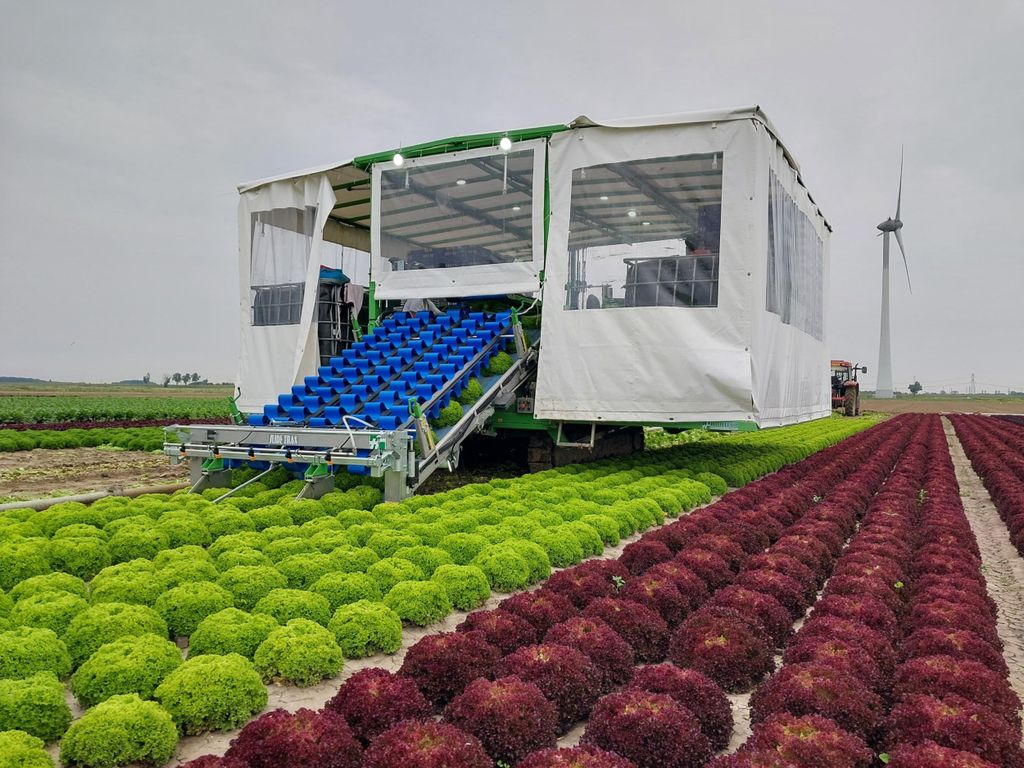 Sinds een week of vier oogst Mart Boender zijn sla met een oogstmachine. - Foto: Tuinderij Boender.