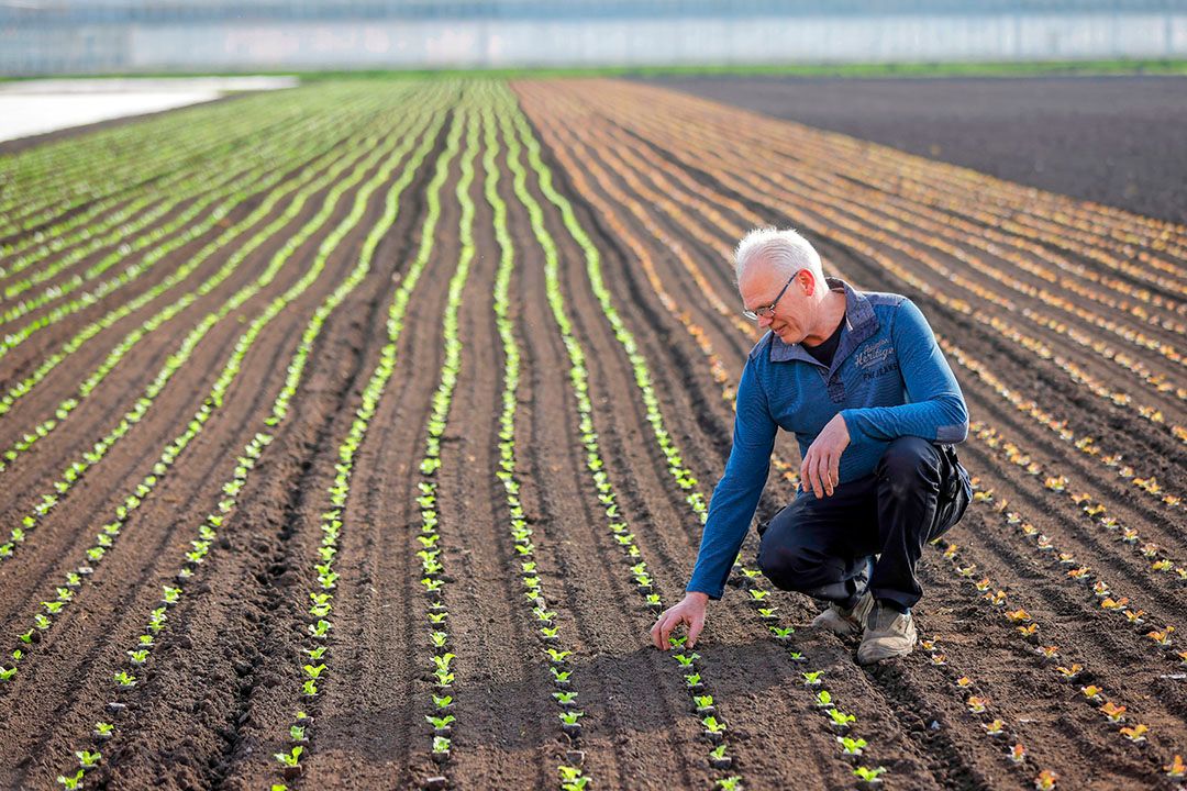 Het planten verliep bij Matthe Bottenberg ondanks de vele regen geheel volgens plan. - Foto: Koos Groenewold