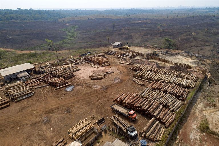 Boomstammen worden gestapeld in een houtzagerij omringd door recent verkoolde en ontboste velden nabij Porto Velho, in de staat Rondonia, Brazilië. - Foto: ANP