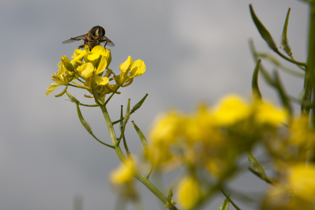 Chemicaliën van agrarische herkomst zijn maar voor een klein deel een probleem voor bijen.</p> <p><em>Foto: Jan Willem van Vliet</em>