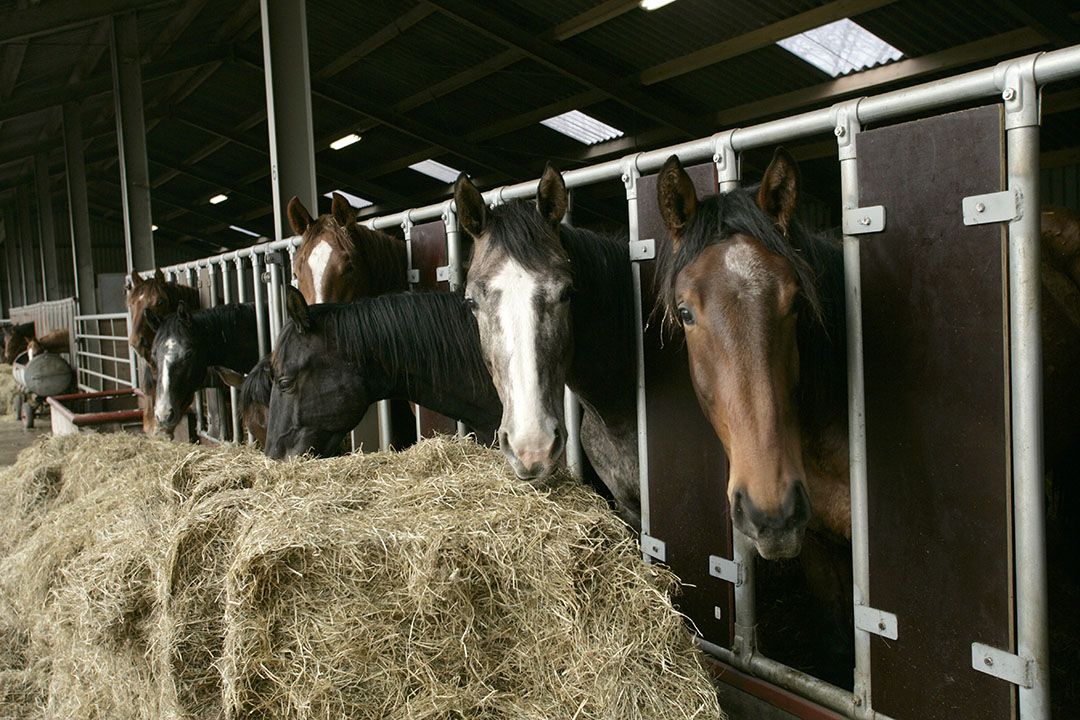 Foto: Jan Willem Schouten