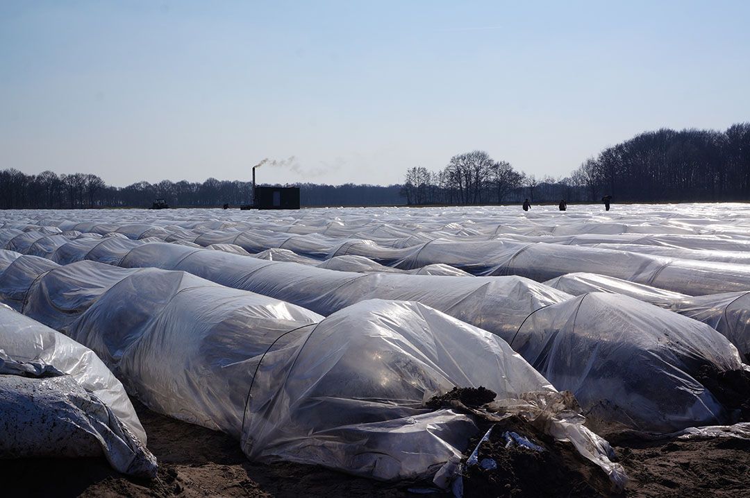 Verwarmde minitunnels voor vervroegde aspergeteelt. - foto: G&F