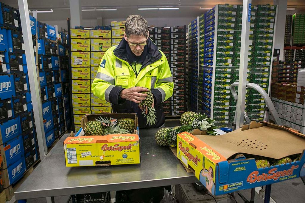 Een KCB-inspecteur controleert namens de NVWA in Barendrecht op plagen als trips en doet een kwaliteitscheck op een partij tomaten. Daarna schrijft hij een exportcertificaat uit. Dit is een fytosanitair certificaat. - Foto: Roel Dijkstra