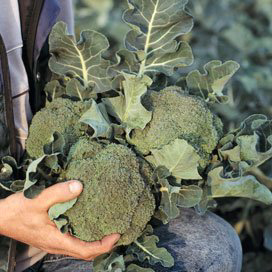 Productie drukt resultaat broccoliseizoen