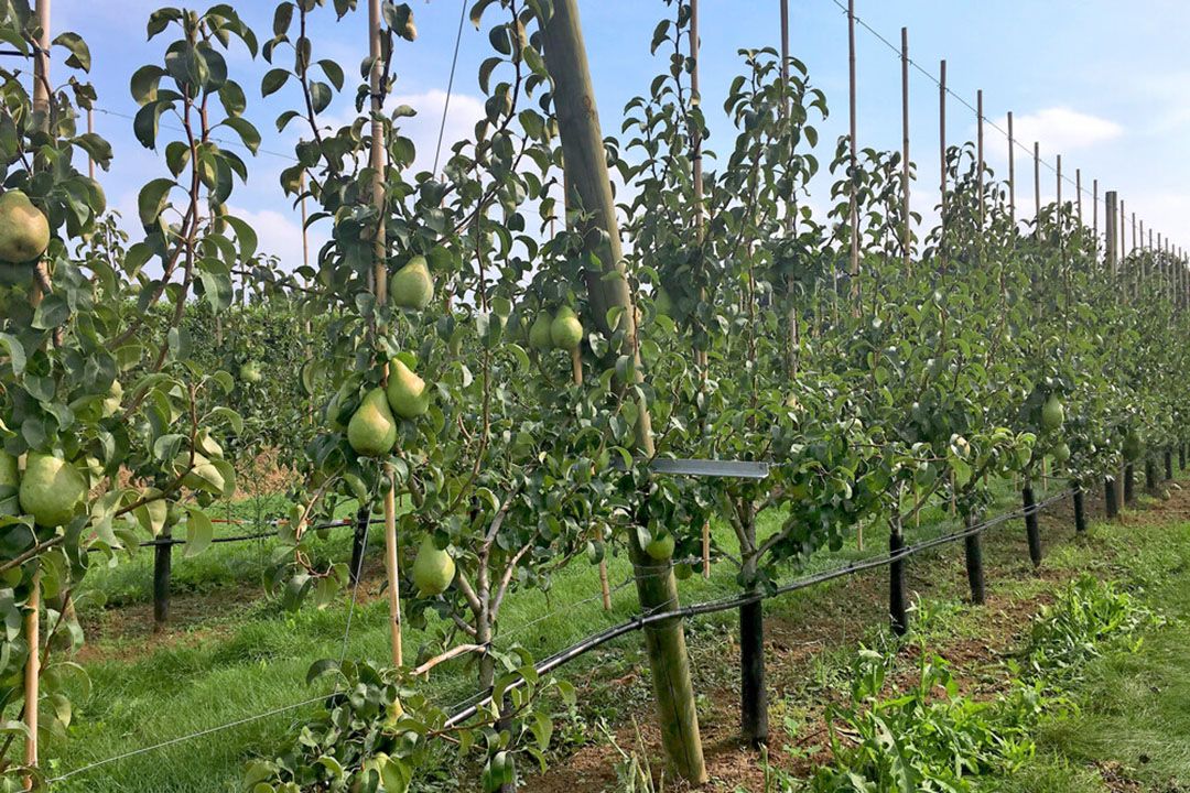 Fruitperceel (legaal) - Foto: Ton van der Scheer