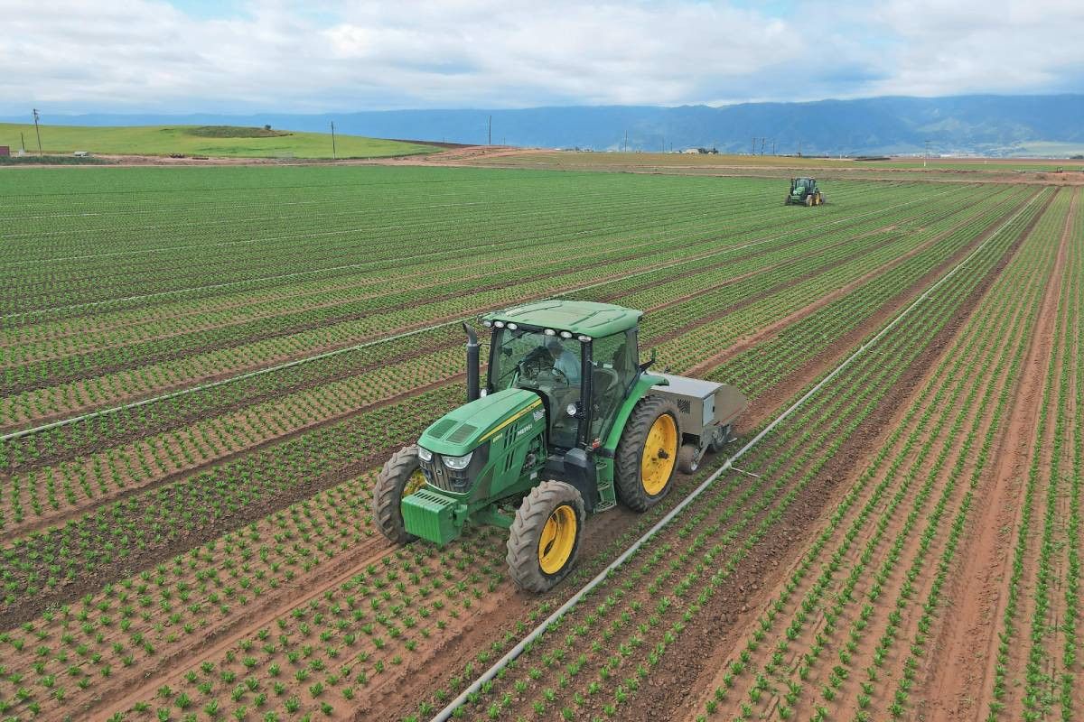 Twee slimme cultivators van Stout in een veld met biologische romainesla. Foto: Maxence Guillaumot