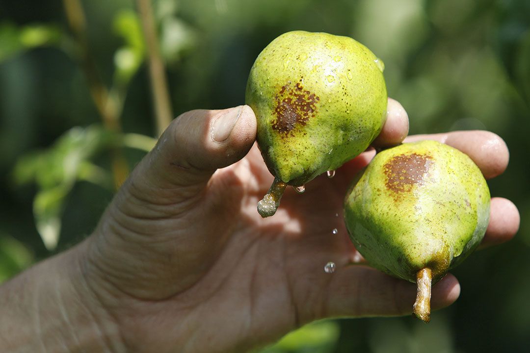 Archieffoto van zonnebrand aan peren. De afgelopen week lijkt niet vergelijkbaar met 2019. - Foto: ANP / Vidiphoto