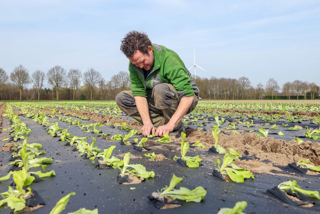 Tussen de buien door wist Joep van de Bool steeds een momentje te vinden om weer een planting erin te krijgen. Foto: Bert Jansen.