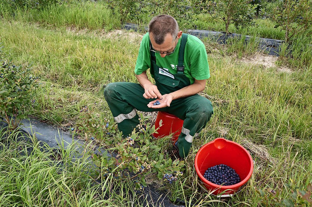 Personeel aan het werk in blauwe bessen. - foto: Joost Stallen