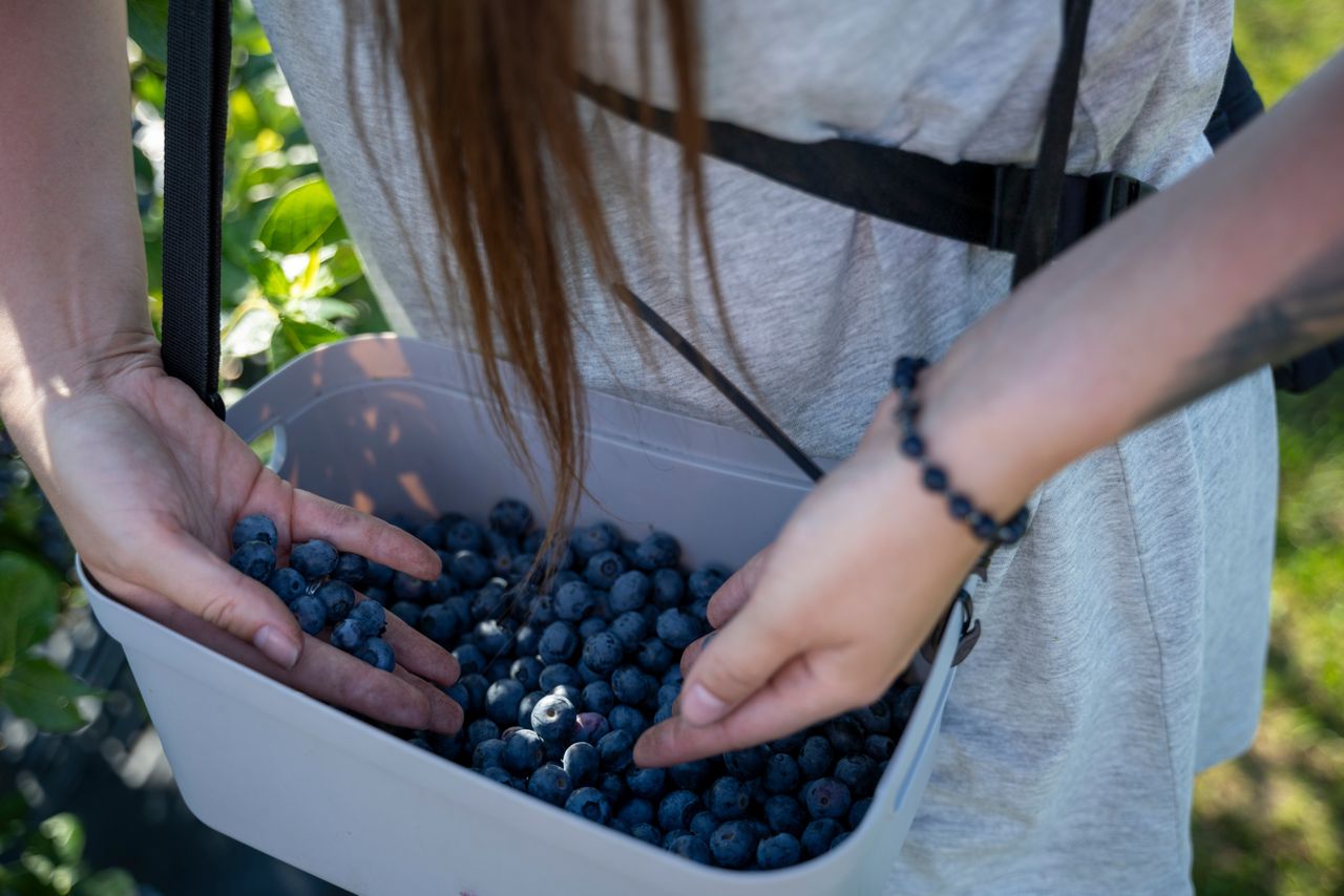 De oogst van blauwe bessen is stabiel in Duitsland. Foto: Bram Becks Fotografie