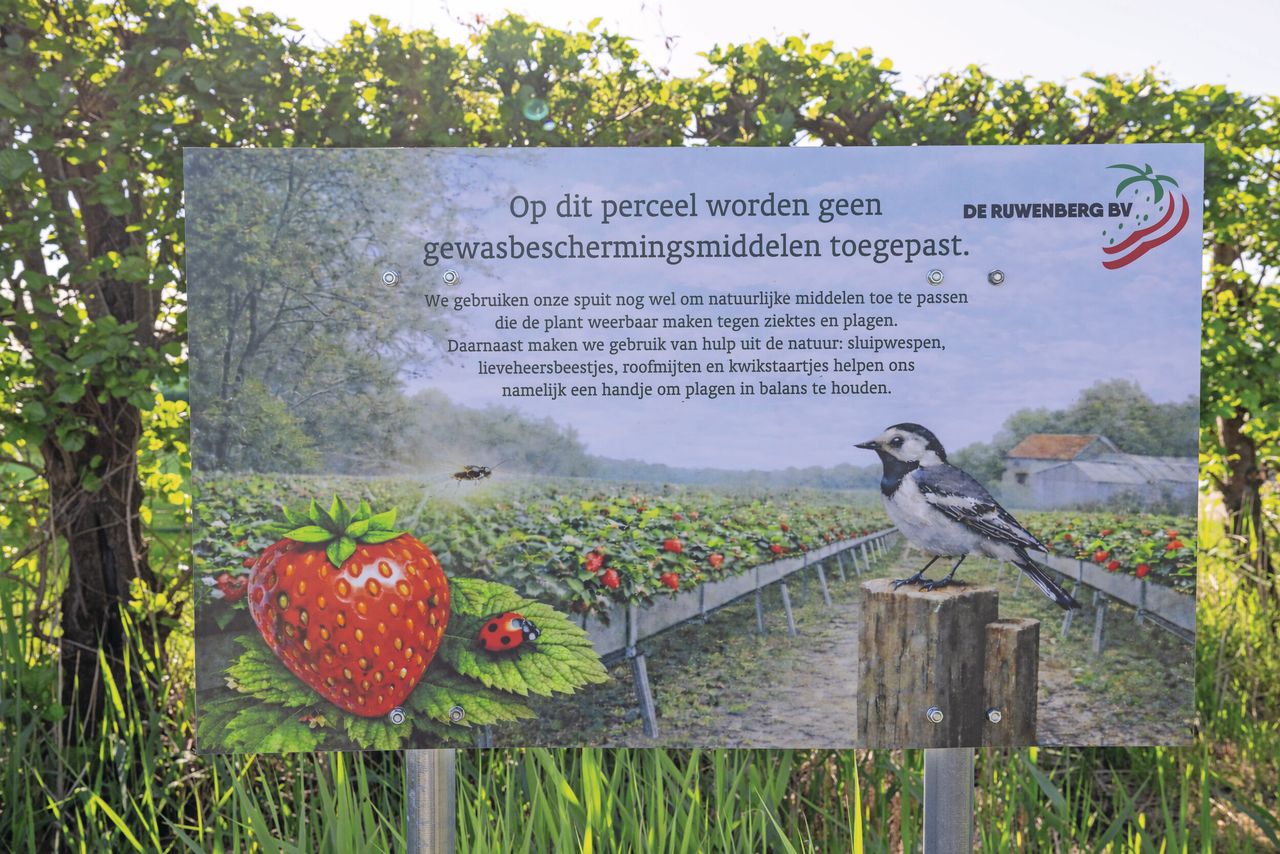 De teler in Etten-Leur plaatste dit bord bij zijn perceel met residu-vrije aardbeien om consumenten te informeren. Foto’s: Peter Roek
