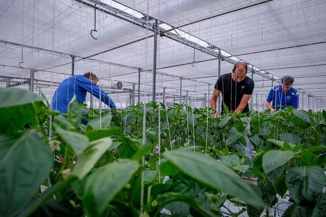 Bijtijds opstoken voor behoud vruchtkwaliteit