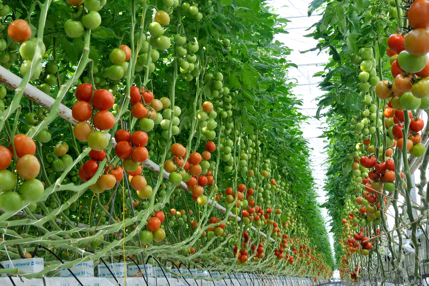 Innovatie teelt nu teveel via fiscus gestimuleerd