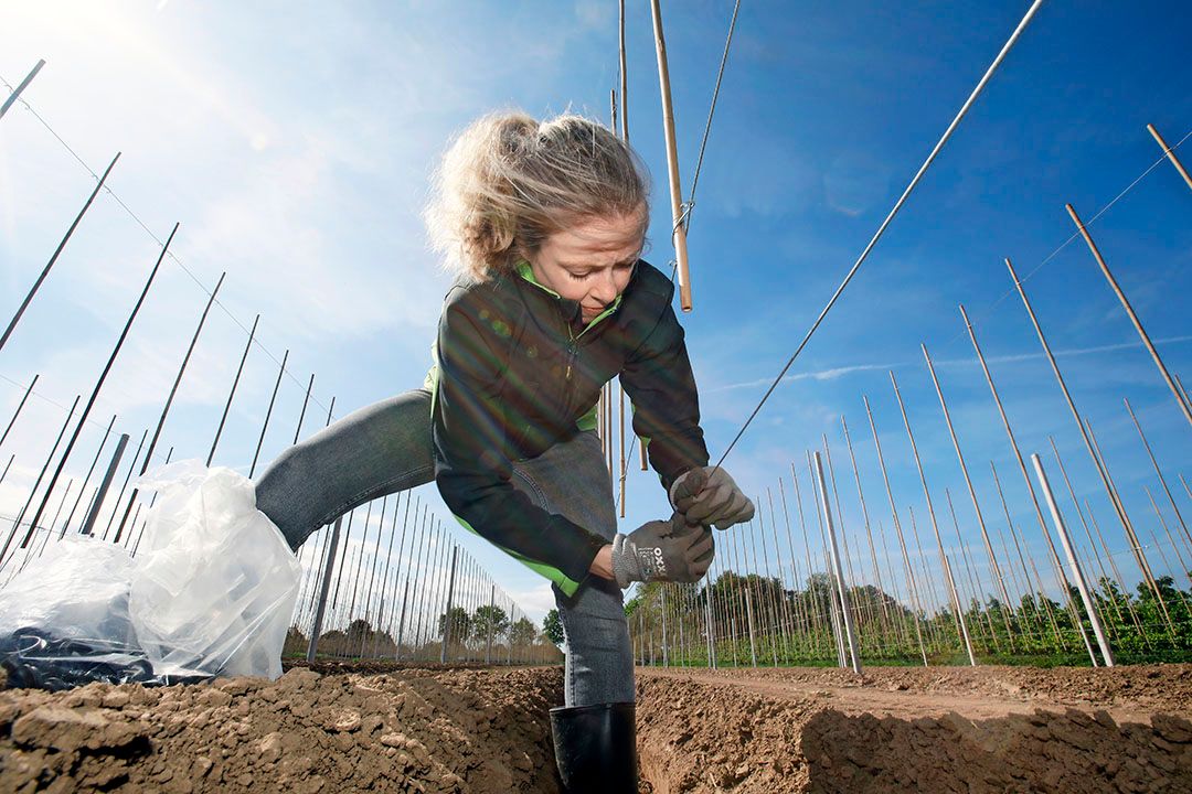 Corine Wiggelo hangt clips voor de fertigatieleidingen die 7.600 deze week te planten perenboompjes van water moeten voorzien. - Foto: Vidiphoto