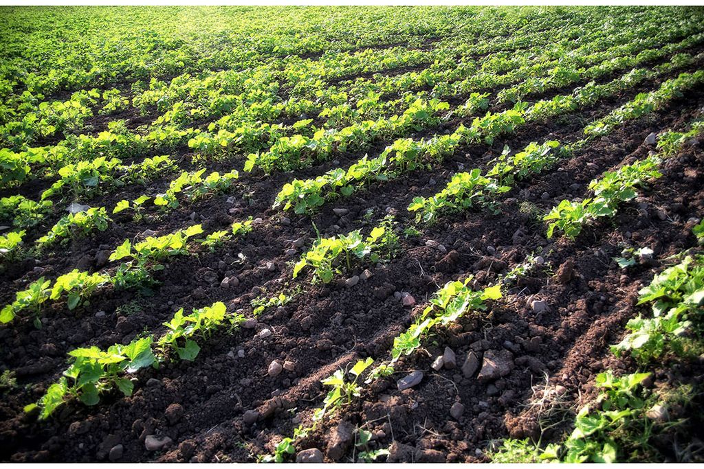 Nederland heeft in vergelijking tot andere Europese landen weinig biologische landbouw. Foto: Canva