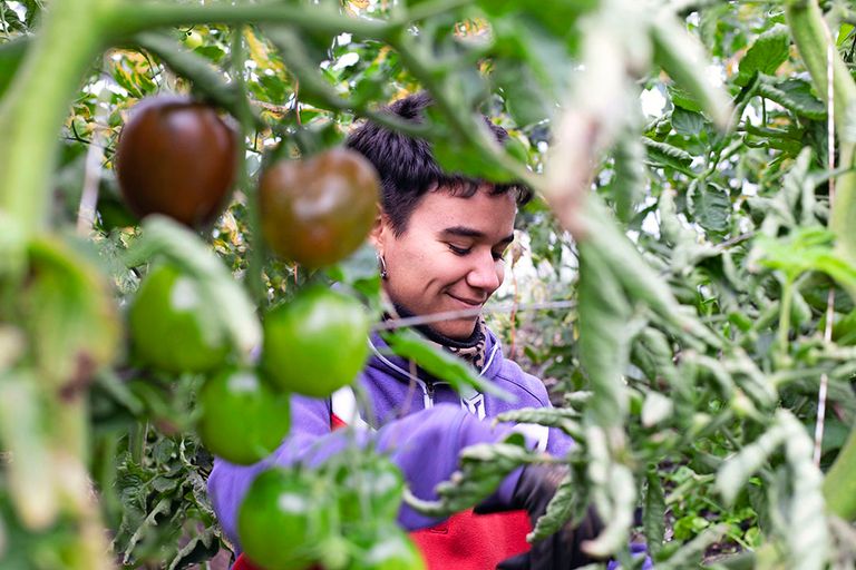 Lali Cervera, Europese vrijwilliger uit Catalonie, oogst tomaten. Elk jaar werken er zes vrijwilligers uit diverse EU-landen. - Foto: Eoin O'Conaill/Gerrit Post
