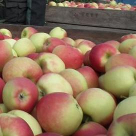 Vietnam opent grenzen voor Nederlandse appels en peren