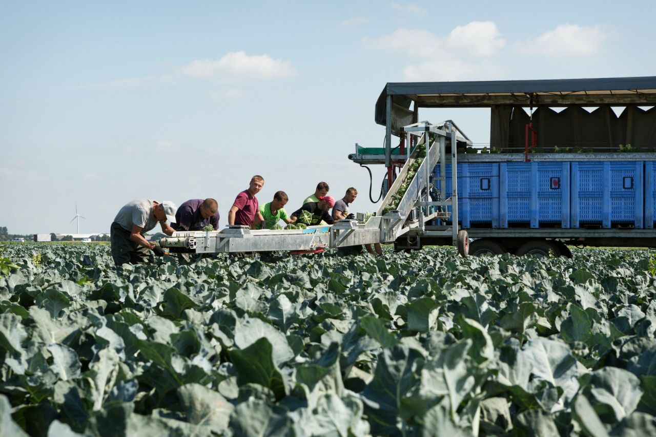 Oogst van Milieukeur-broccoli. Foto: G&F