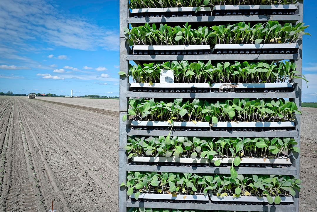 Het lopende sluitkoolseizoen stelde teleur. De nieuwe aanplant zit er nu in. Het groeiseizoen is begonnen met serieuze droogte. - Foto: Lex Salverda