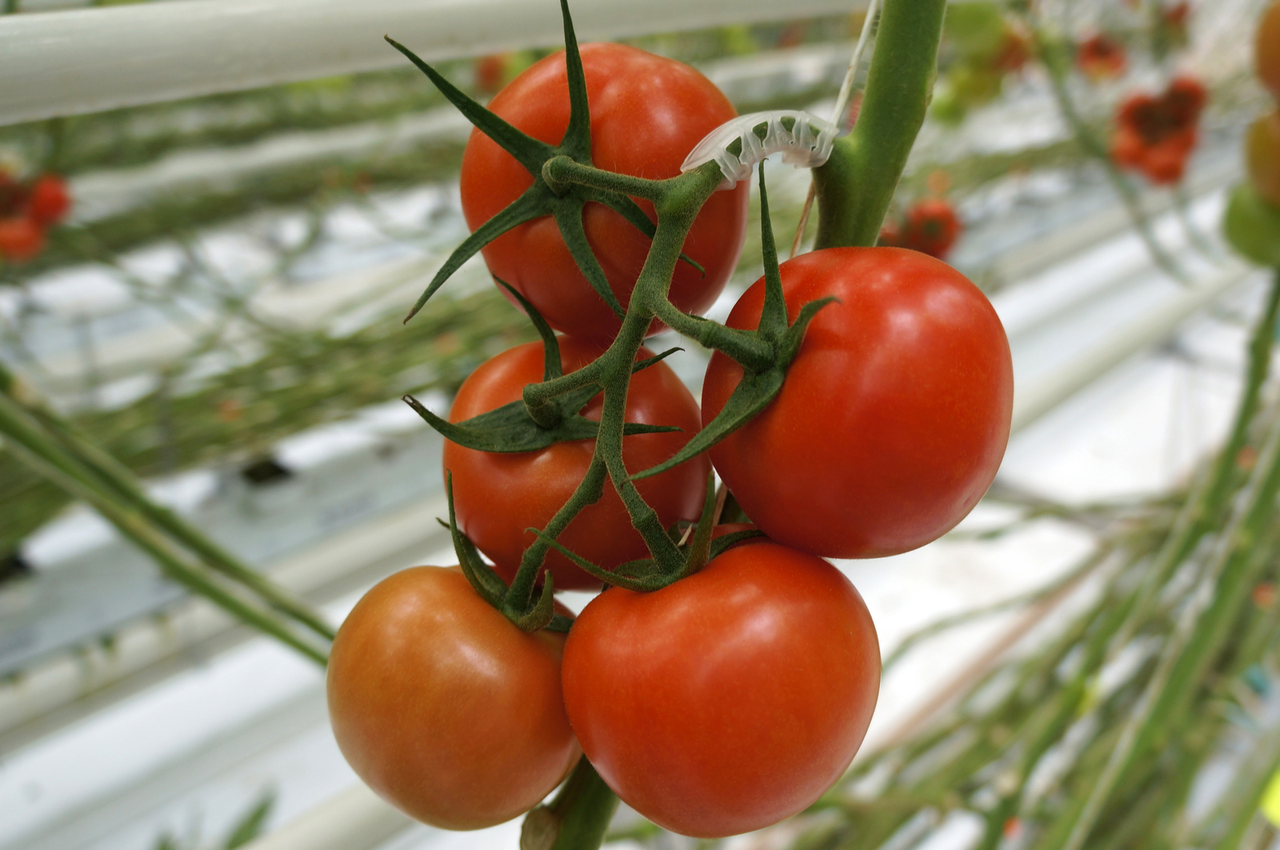 Marktupdate: Trostomaten boven 1 euro per kilo