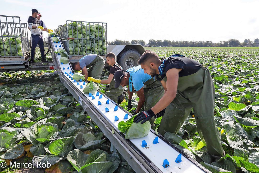 Bij de oogst weegt spitskool tussen de 0,6 en 1,2 kilo, afhankelijk van de vraag van de afnemer. De kolen worden met de hand gesneden en in een krat gelegd - Foto: Marcel Rob