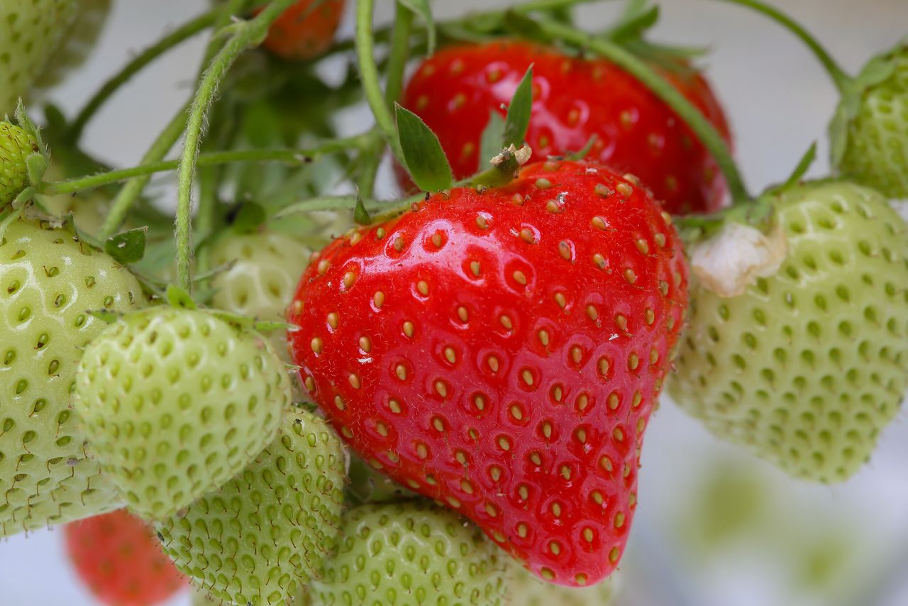 Foto's: Bayer Cropscience