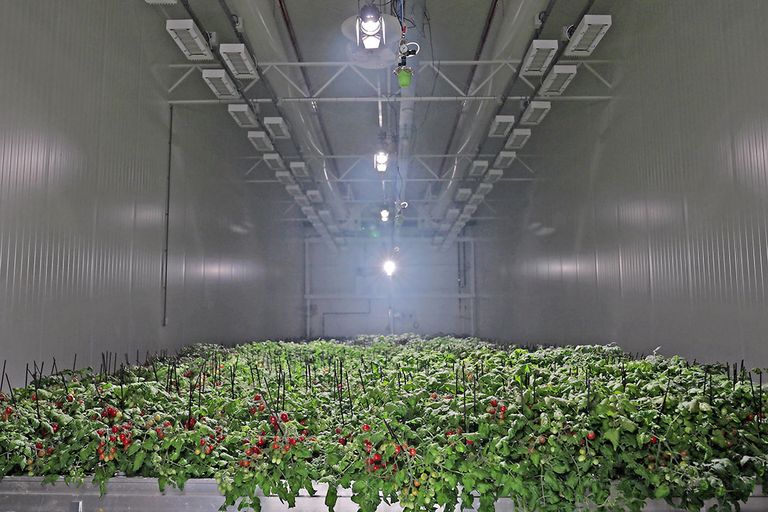 Teeltproef van indoor farming met tomaten van Certhon. - Foto: Certhon