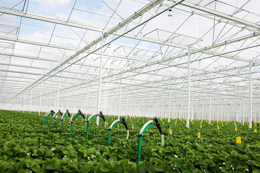 De Entomatic zet nuttige insecten snel en gelijkmatig uit. - Foto's: Biobest