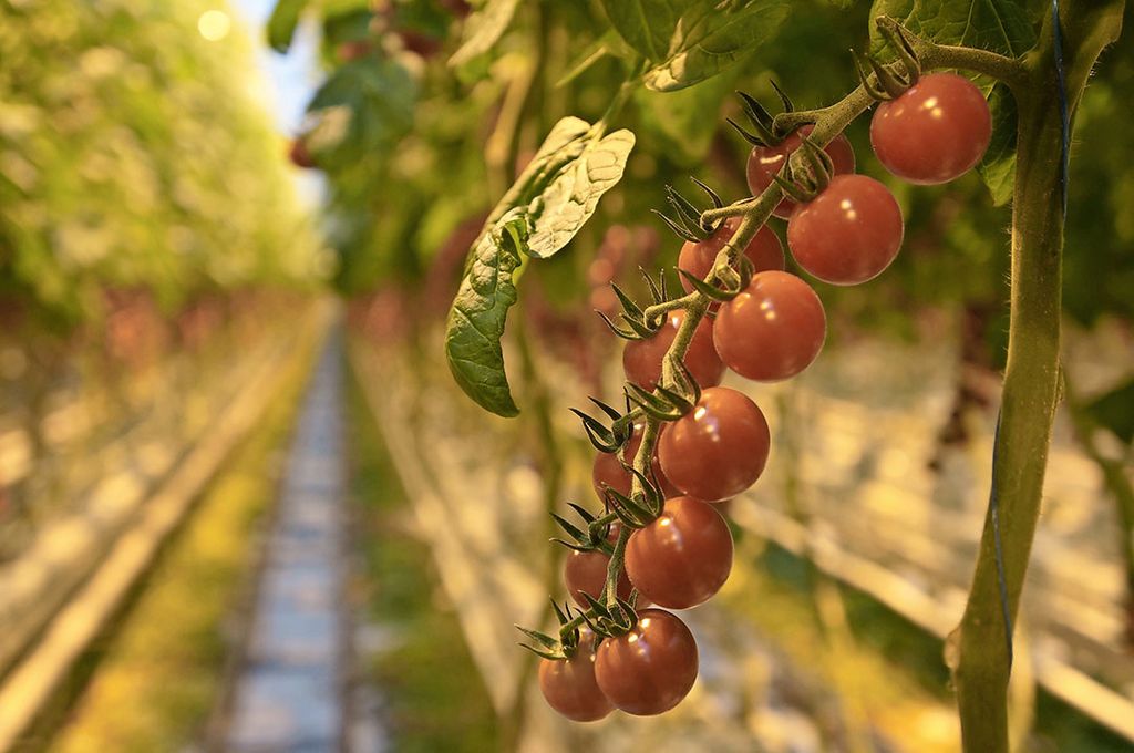 Liander heeft weigering extra netcapaciteit tomatenbedrijf niet juist onderbouwd. Foto: Gerard Boonekamp.