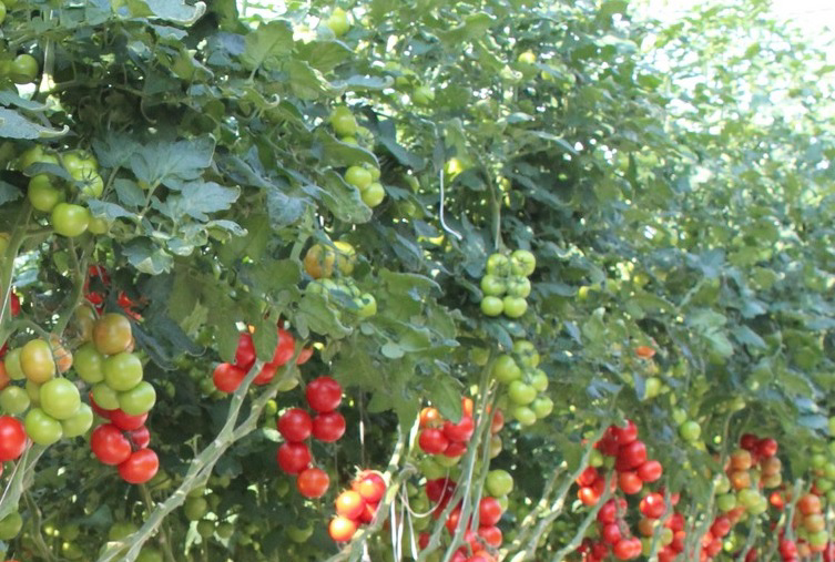 Tomatenprijs mei in Nederland naar dieptepunt
