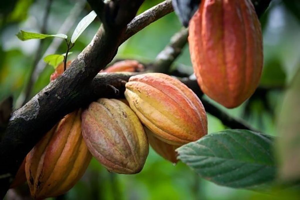 Cacaobonen. Foto: Canva