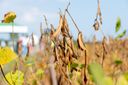Sojaverwerker Elian haalt € 40 miljoen op voor de uitbreiding van de productiecapaciteit. Dit draagt bij aan het halen van de EU-doelstellingen. Foto: Jan Willem Schouten